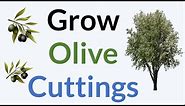 How To Propagate Olive Tree