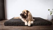 13 Best Dog Beds for Large & Giant Breeds