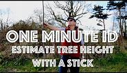 How to Estimate the Height of a Tree using a Stick. One Minute ID