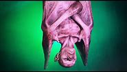 Giant Hanging Vampire Prop by Distortions Unlimited | Bat Like Vampires