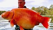 World's biggest goldfish caught by British angler