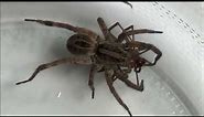 Brown recluse vs Wolf spider who will win?