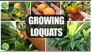 Fruit Trees - Loquat Cultivation: Grow the Best Loquats in Your Garden! 🌳🍊