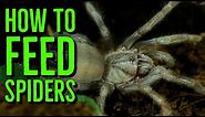 How To Feed Spiderlings & Scorplings (Baby Tarantulas & Scorpions)