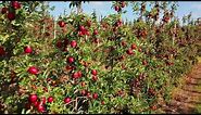 Most Delicious APPLE Farm - Honey Crisp Apple Harvest and Packing