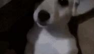 scared dog standing in corner meme