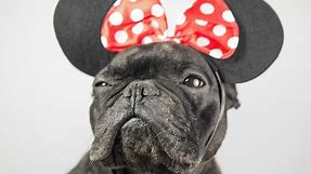105 Disney Names For Female Dogs | Cuteness