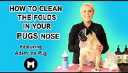 How to clean folds on your pugs nose