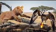 Lion Vs Eagle In A Big Fights - Wild Animal Attacks
