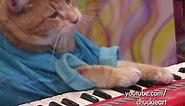 Keyboard Cat's NEW hit Song! - "A Ok"
