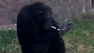 Smoking Chimpanzee Featured at North Korean Zoo