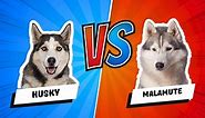 Siberian Husky vs Alaskan Malamute: What's the Difference? | Breed Comparison