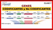 🔴 7. GENES CODIFICANTES (EXONES) y NO CODIFICANTES (INTRONES) 🧬 ▶ BIOLOGIA MOLECULAR