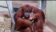 Your Toronto Zoo Welcomes Birth of Critically Endangered Sumatran Orangutan!
