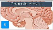 Choroid plexus (Plexus Choroideus) - Human Anatomy | Kenhub