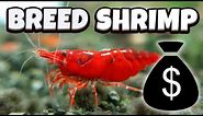 How to Breed Shrimp - A full guide