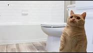 Meatball The Cat Seeks the Clorox Toilet