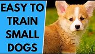 TOP 10 Easy to Train Small Dog Breeds