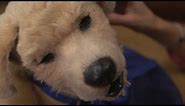 The Robot Dog That Helps With Dementia - BBC Click