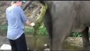Zoo Keeper Pulls Huge Turd Out From Elephant