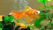 How to care for goldfish - Instructional Videos