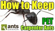 Carpenter Ants (Camponotus) | AntsCanada Tutorial
