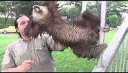 Screaming Sloth
