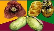 A Guide to Pawpaws