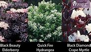 15  Unique Plants with Burgundy Leaves (Showstoppers!)