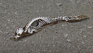 Google Maps reveals skeletal remains of bizarre creature revealed after Antarctic ice melted