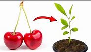 Grow Cherry Trees from Seed - THE QUICK AND EASY EXPLANATION