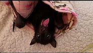Giving Baby Bat George Bat Candy.❤️🦇🍇❤️