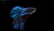 Biggest Betta Fish in the World: Facts and Overview