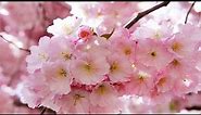 Spring pink flowers (HD1080p)