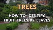How to Identify Fruit Trees by Leaves