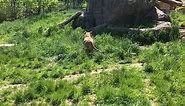 Virtual Trip to the Zoo - African Lion (Asha) Enrichment