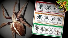 Fixing a TERRIBLE Australian Spider Chart