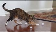 Cats play with ping pong balls