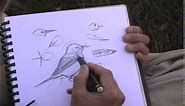 How to Sketch Birds