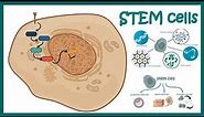 Stem cells | properties, metabolism and clinical usage