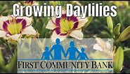 Growing Daylilies: Daylily Types and Propagation