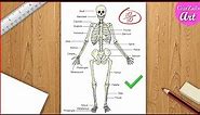 skeletal system Diagram drawing CBSE || easy way || draw Human anatomy - Step by step for beginners