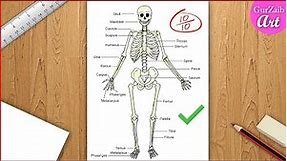 skeletal system Diagram drawing CBSE || easy way || draw Human anatomy - Step by step for beginners
