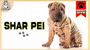Discover the SHAR PEI: A Comprehensive Guide to the Breed