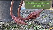 PROPAGATING NIGHT BLOOMING CEREUS - Quick and Easy Tips #propagation