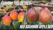 Kashmir Apple Ber Farming// Apple Ber Farming Full Information and Details