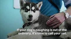 Is Your Dog Coughing? Here's What Could Be Causing It and When You Should See the Vet