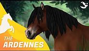 Ardennes ✨ | Star Stable Horses