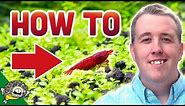 How To Breed Cherry Shrimp