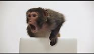 Monkey vs. Macbook | Kano Computing